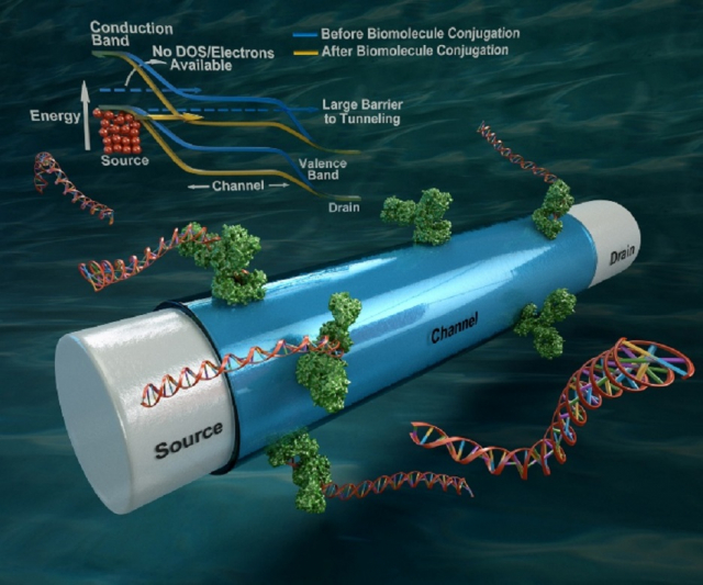 This is a schematic of a Tunnel-FET biosensor proposed by UCSB researchers and its band diagram illustrating band-to-band-tunneling triggered by biomolecule conjugation. Credit: Peter Allen, UCSB.