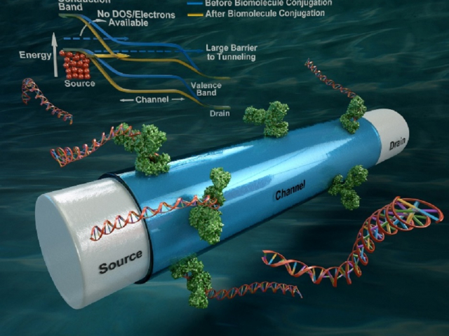 This is a schematic of a Tunnel-FET biosensor proposed by UCSB researchers and its band diagram illustrating band-to-band-tunneling triggered by biomolecule conjugation. Credit: Peter Allen, UCSB.